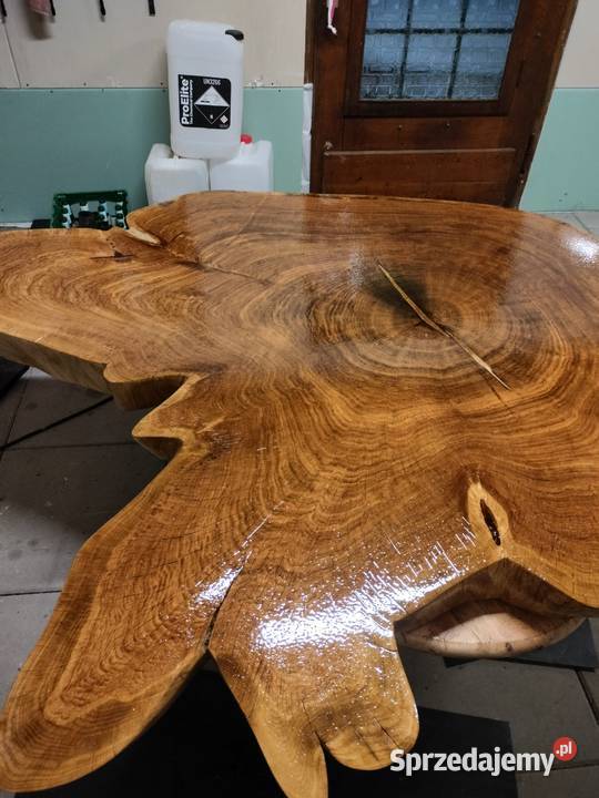 DużyPlaster Dębu 163cm Nawojów Łużycki sprzedam