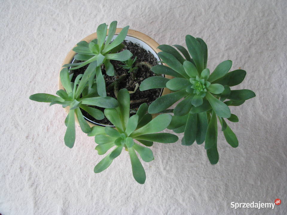 Aeonium piękny sukulent na taras do oranżerii małopolskie Brzegi
