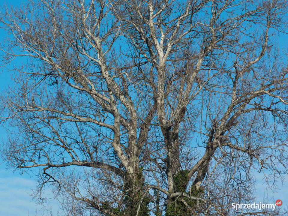 Panasonic G5 obiektywy manualne zestaw