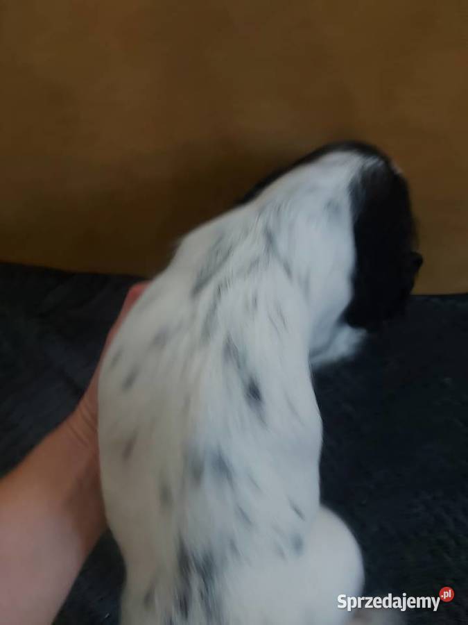 Cocker spaniel angielski