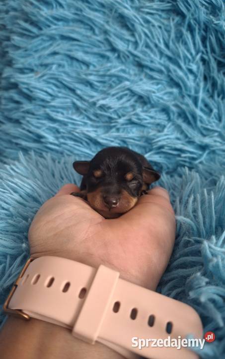Pinczer ratlerek miniaturka Jasło