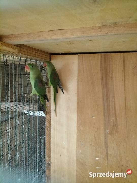 Sprzedam Aleksandręty Rakoniewice