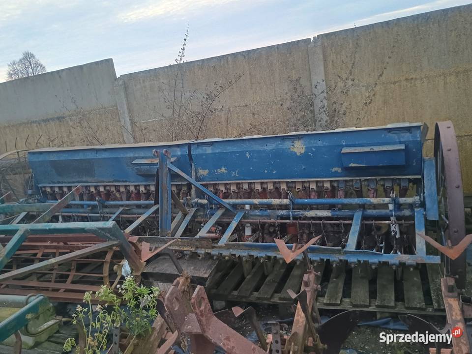 Siewnik szeroki świętokrzyskie