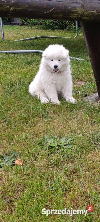 Samoyed szczeniaki Łowicz