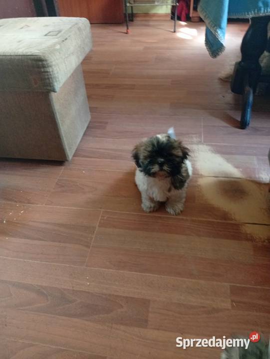 Piękny piesek shih tzu z rodowodem dolnośląskie Dzierżkowice sprzedam