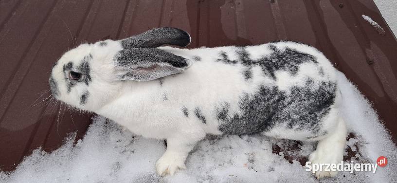 Króliki Stoki Małe sprzedam