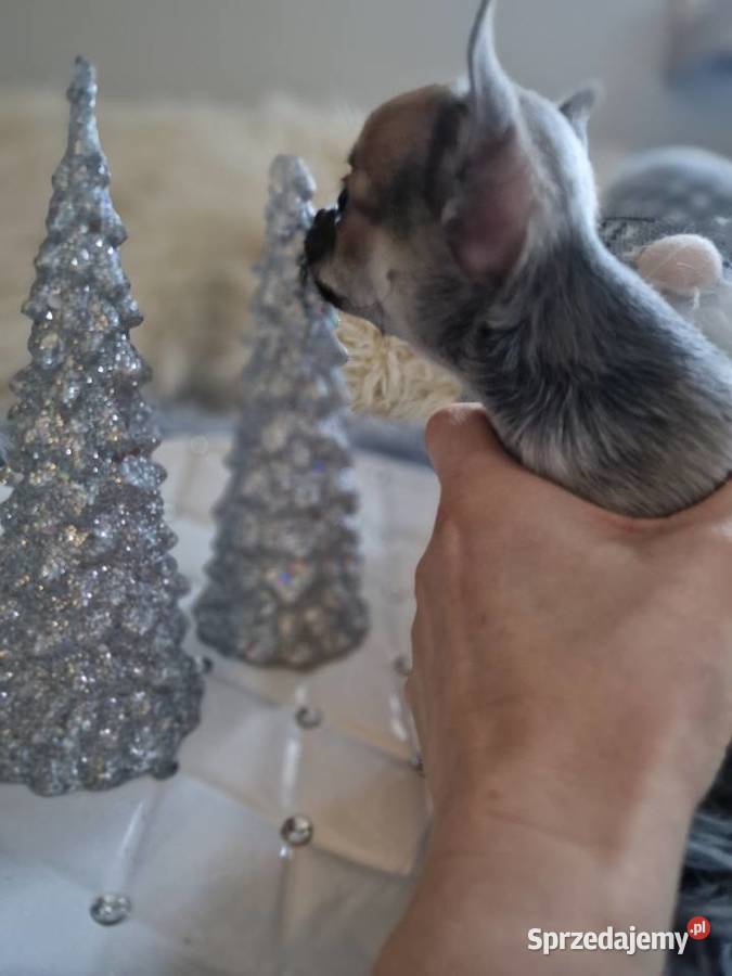 Cudowna suczka krótkowłosa chihuaha zachodniopomorskie Szczecin