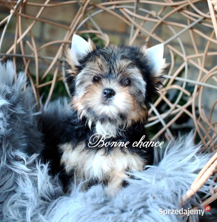 Yorkshire terrier sunia Suwałki