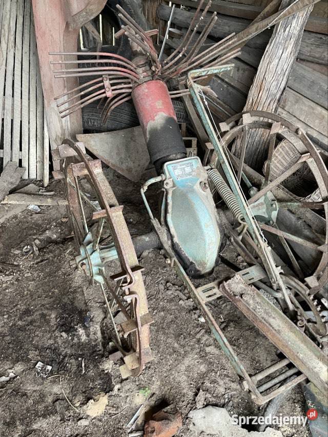 Kopaczka ziemniaków podkarpackie