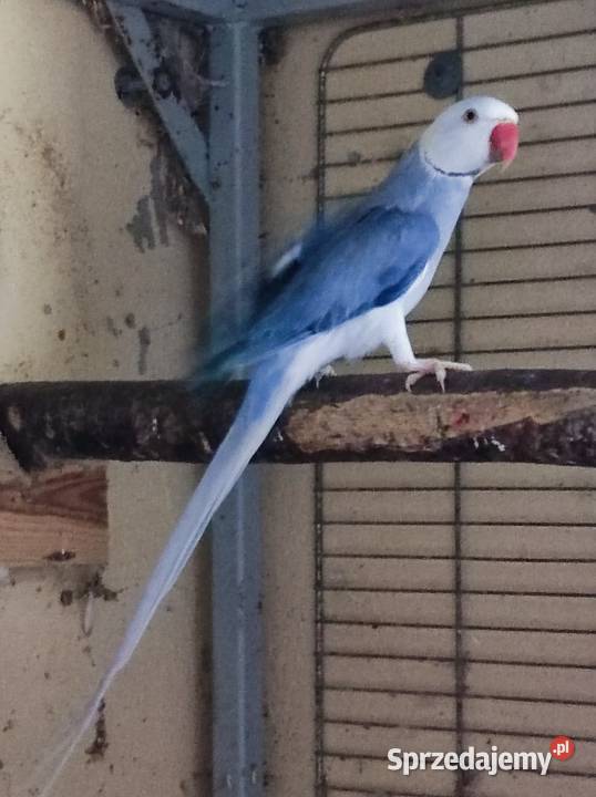 Aleksandretta aleksandretty