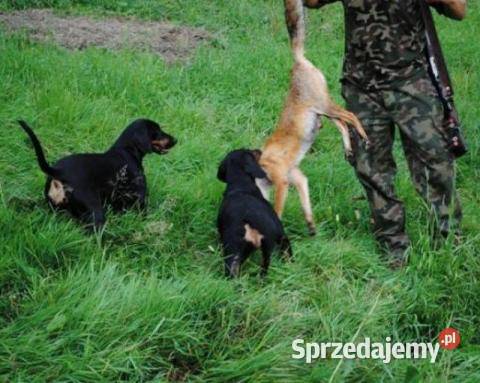Gończe Polskie reproduktory polujące