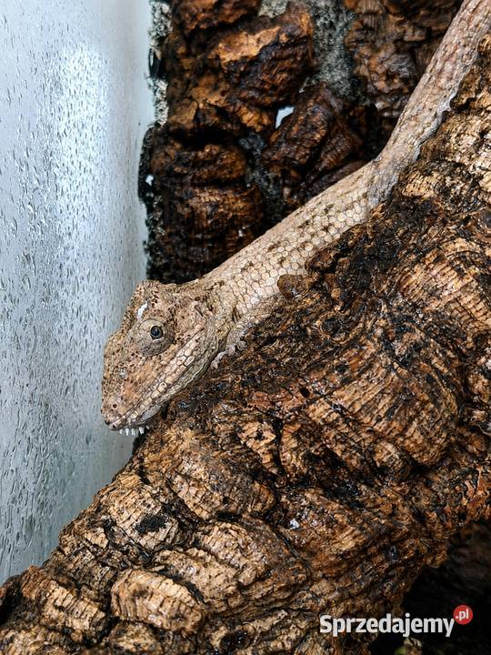 Anolis brodaty nsex lubelskie Lublin