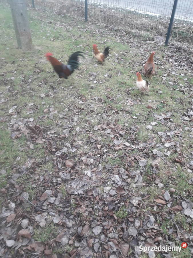 Kogutki male i średnie Czarnocin