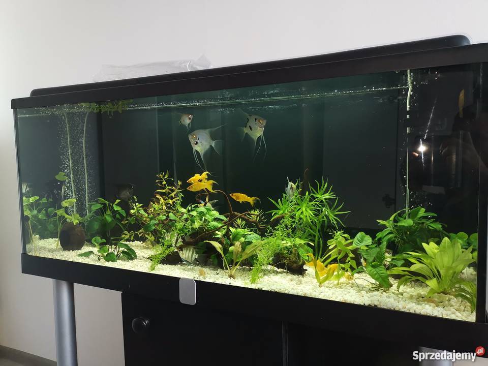 Akwarium 240l zachodniopomorskie