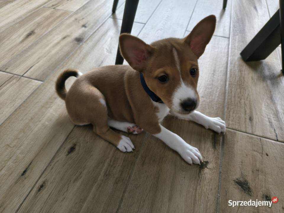 Basenji szczenię Słupsk