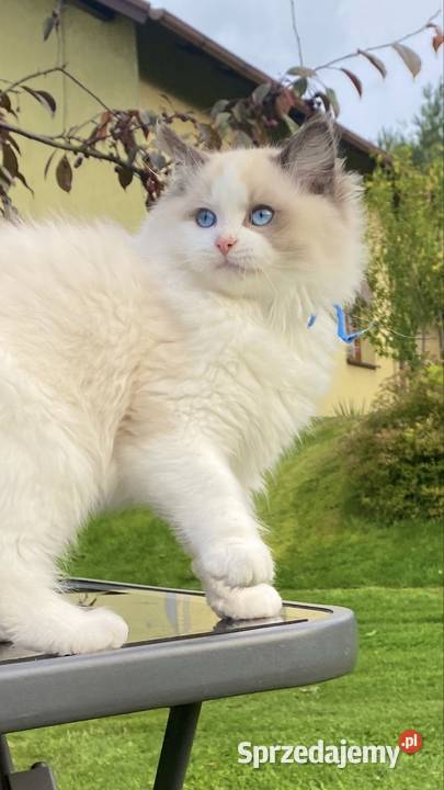 Kocurek Ragdoll gotowy do przeprowadzki Tychy