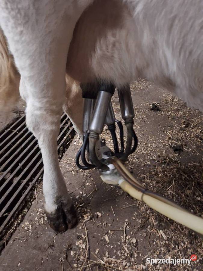 LIKWIDACJA STADA Myszyniec