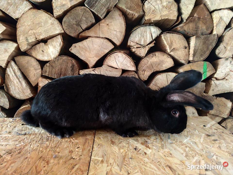 Króliki samiec 55 Giełda zwierząt sprzedam