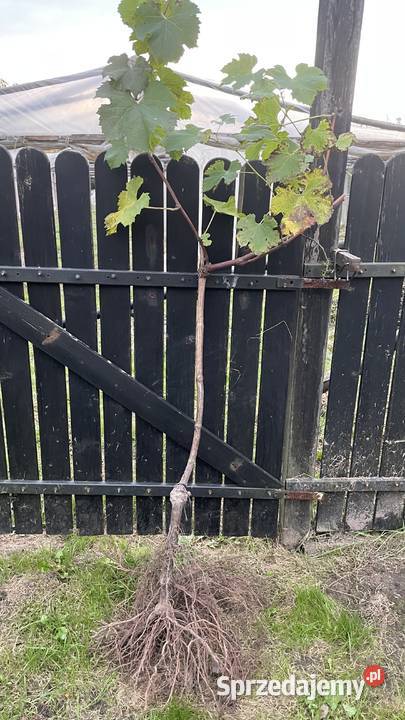 Winorośl czteroletnie krzewy mazowieckie Falęcice
