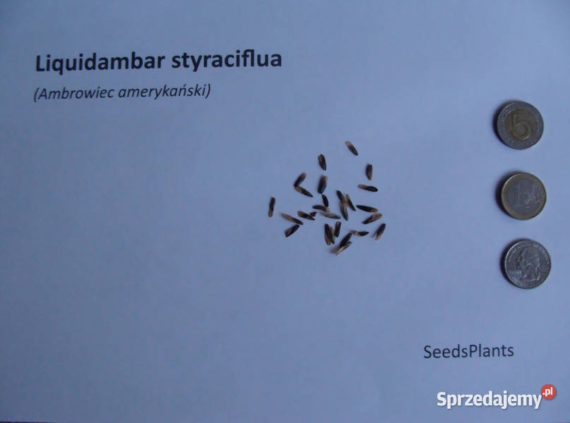 AMBROWIEC AMERYKAŃSKI Liquidambar styraciflua Nasiona Lubanie