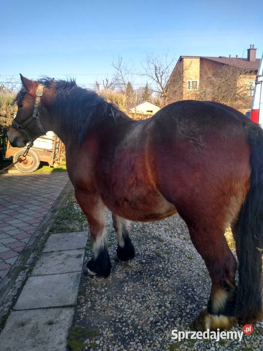 Sprzedam klacz Sędziszów Małopolski