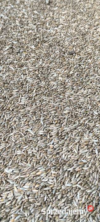 Żyto tegoroczne Białka