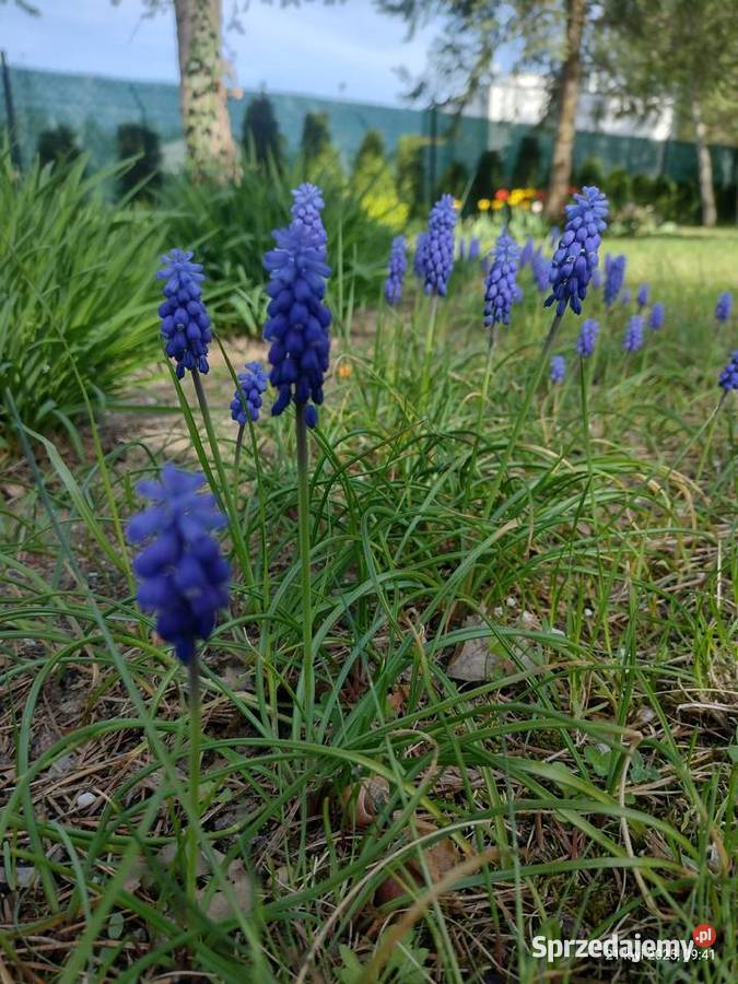 Rośliny z ogrodu mazowieckie Komornica