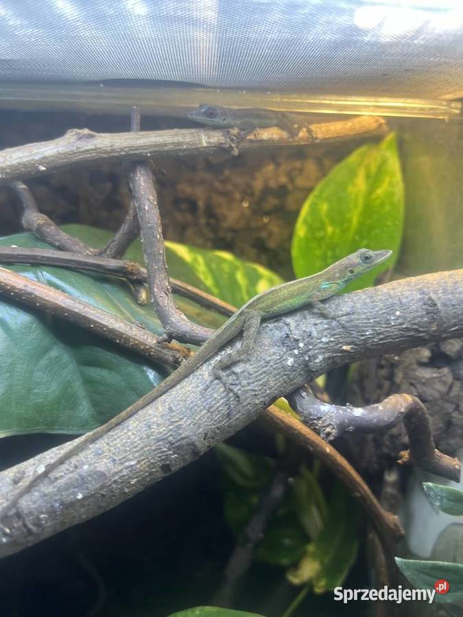 Anolis roquet summus macuba 22 Sosnowiec