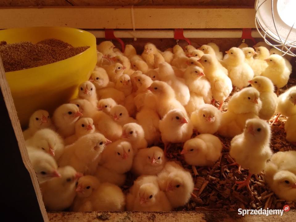 Brojler zagrodowy redbro i gołoszyjki Giełda zwierząt sprzedam