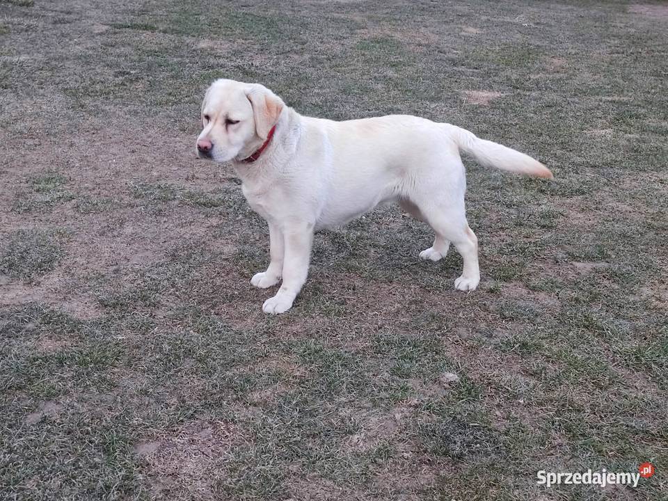 Labrador biszkoptowy suczka 11miesiecy Końskowola