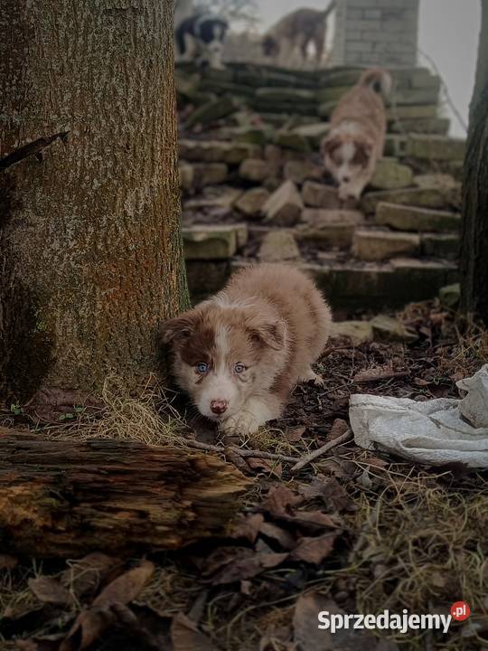 Border collie szczeniaki Hrubieszów