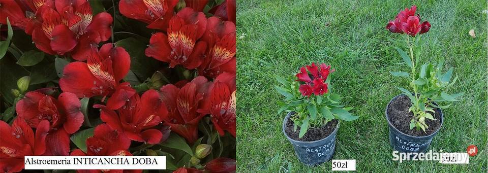 Alstroemeria Inticancha Romance Opole sprzedam
