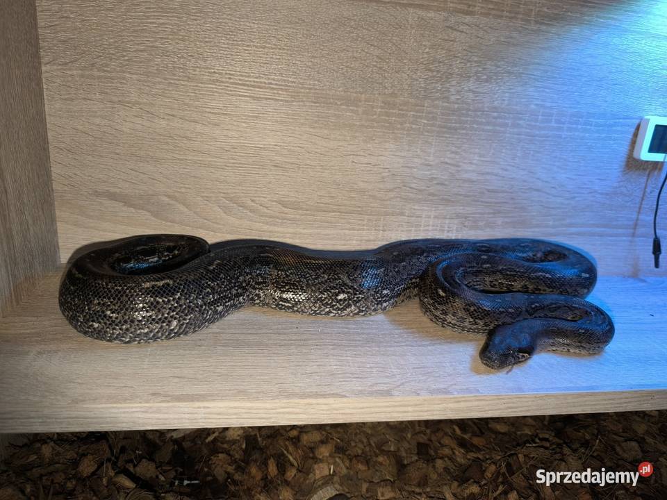 Boa cesarski samica Gady i płazy