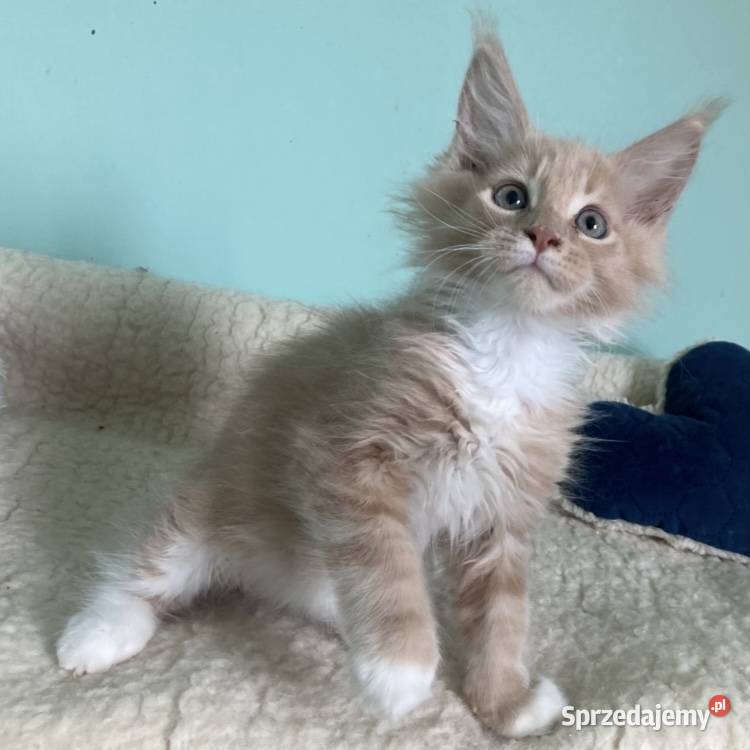 Maine Coon Rudo biały Wińsko sprzedam