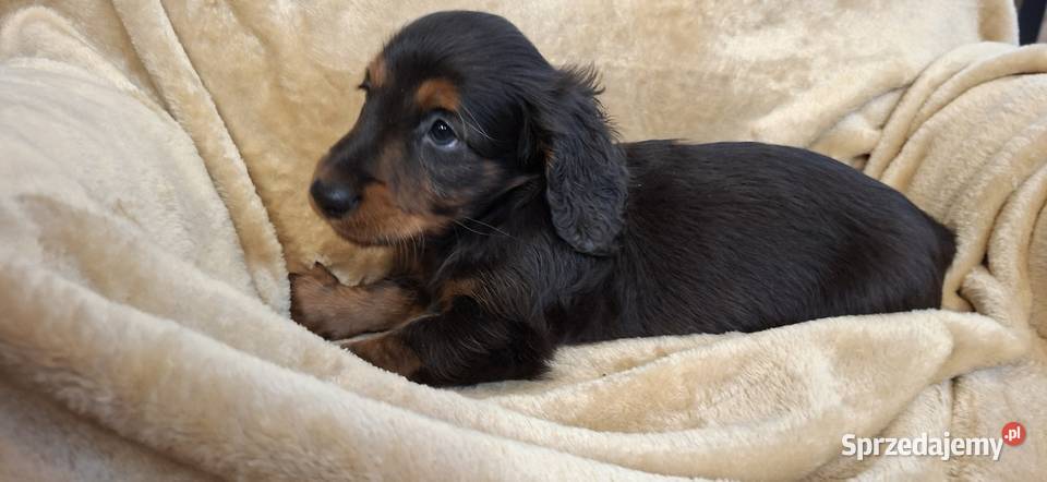 Jamnik miniaturowy długowłosy wielkopolskie Poniec