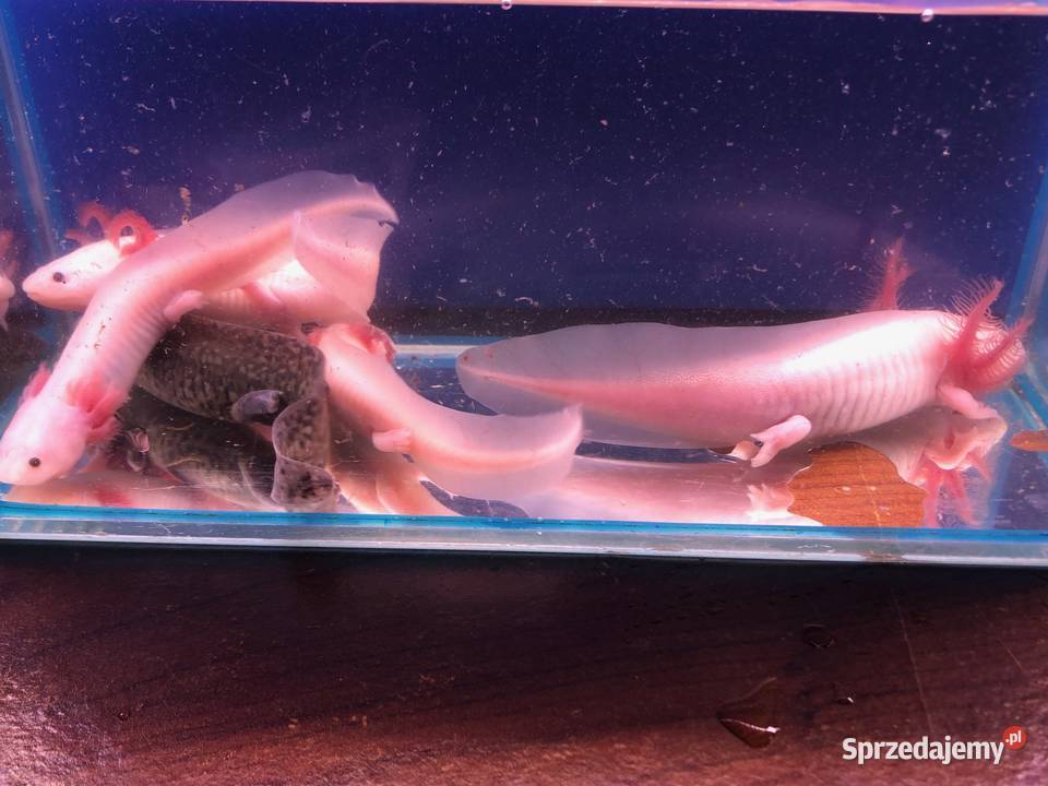 Aksolotl Ambysoma Mexicanum Salamandra Andrespol sprzedam