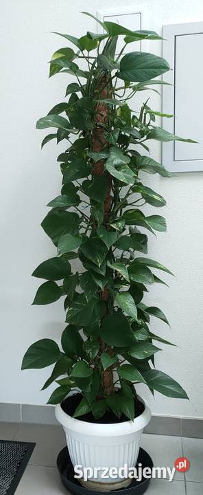 Piękna pnąca się roślina Wrocław sprzedam