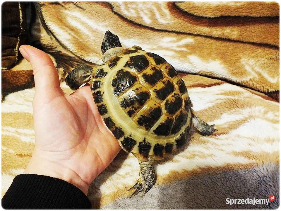 Duże Terrarium z szafką Żółw Grecki i Stepowy z lubuskie Lubsko
