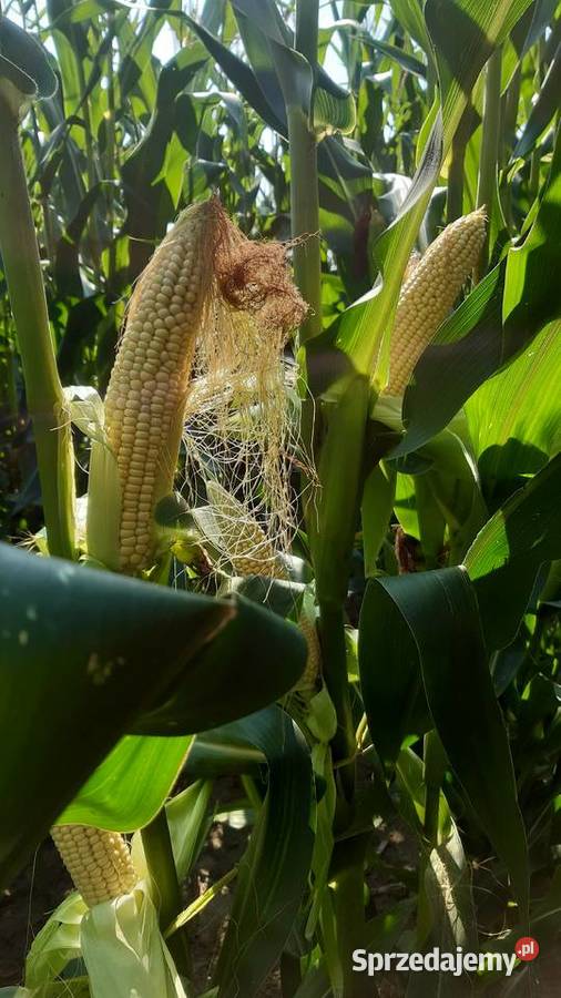 Kukurydza na pniu podlaskie Kisiołki