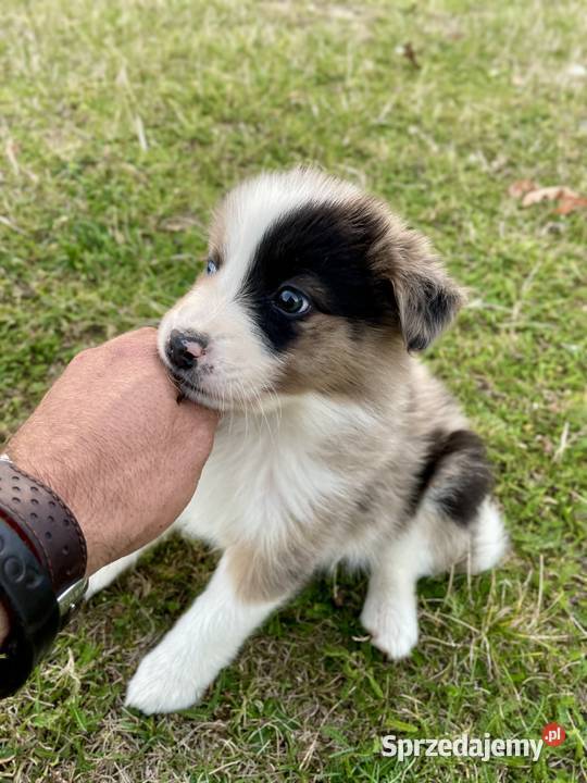 Border collie piesek samiec merle Pozostałe Ostrowiec Świętokrzyski