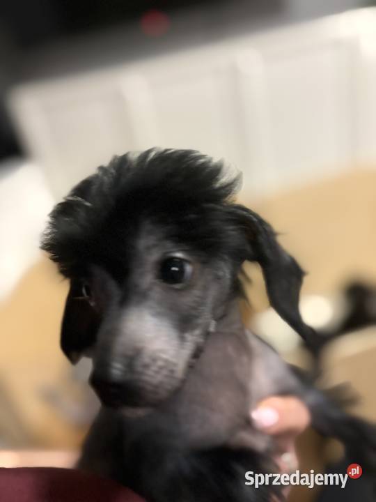 Grzywacz chiński xolo łysy łysy nagi Psy Brzeg sprzedam