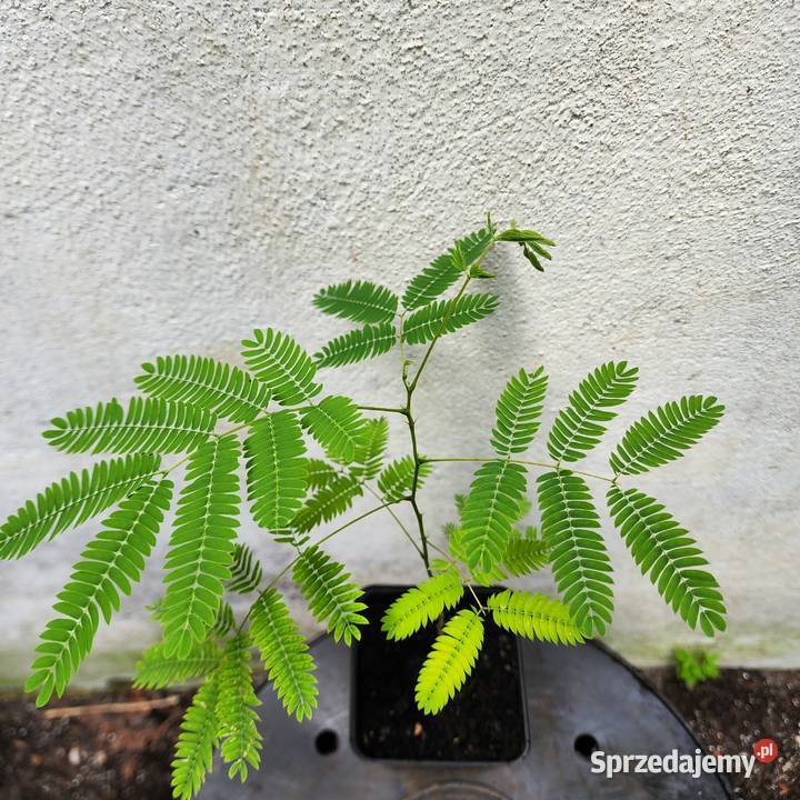 Albicja Albizia julibrissin sadzonka 2030 w Warszawa sprzedam