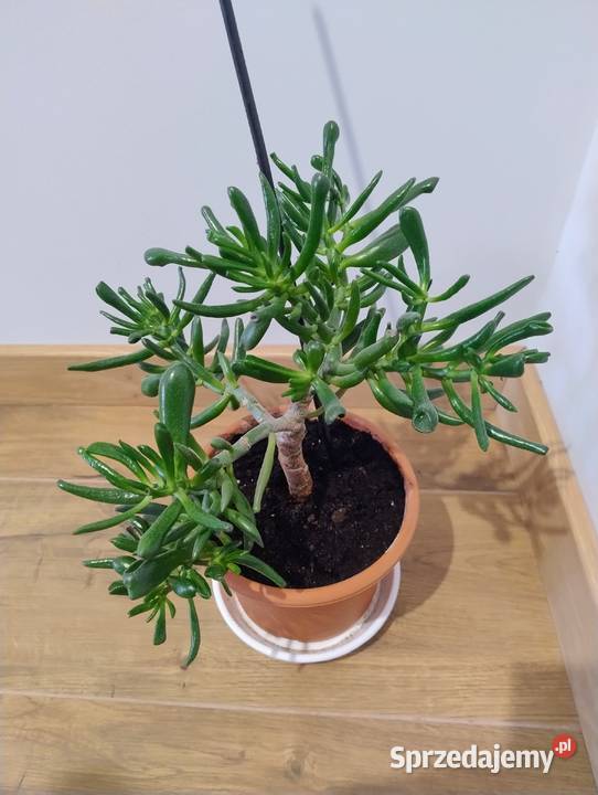 Grubosz Uszy Shreka Crassula ovata Hobbit gęsty Poznań