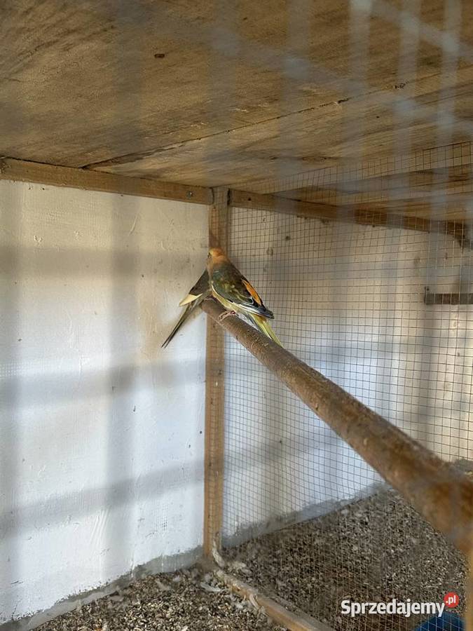 Papugi rozella królewska i świergoty orange szek Kolbuszowa sprzedam