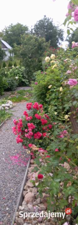 Róże ogrodowe pnące wielkokwiatowe rabatowe mix Żółkiewka-Osada sprzedam