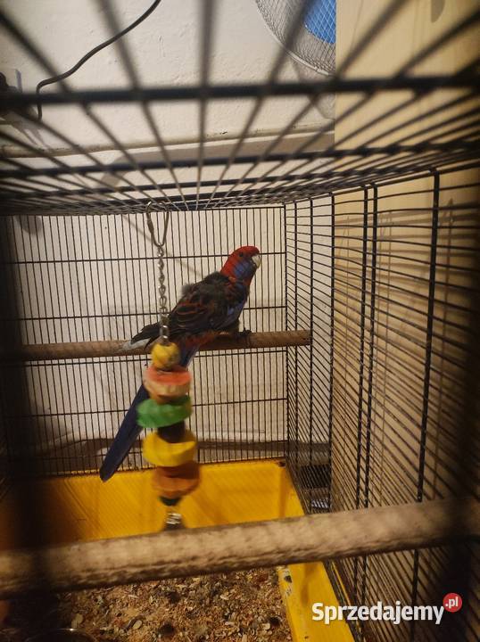Papuga rozella królewska Krosno