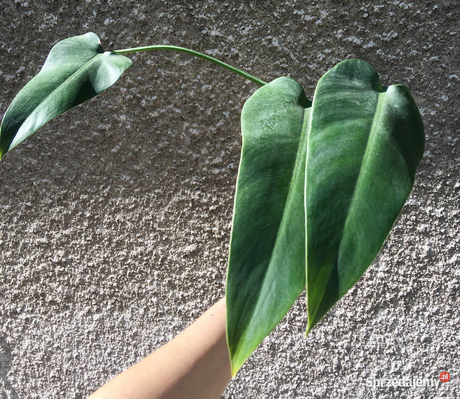 Philodendron filodendron Emerald Queen sadzonka Zielone Kraków
