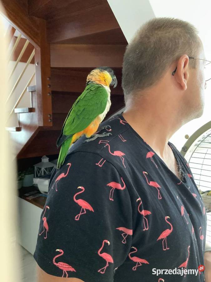 Barwinka czarnogłowa OSWOJONA samiec