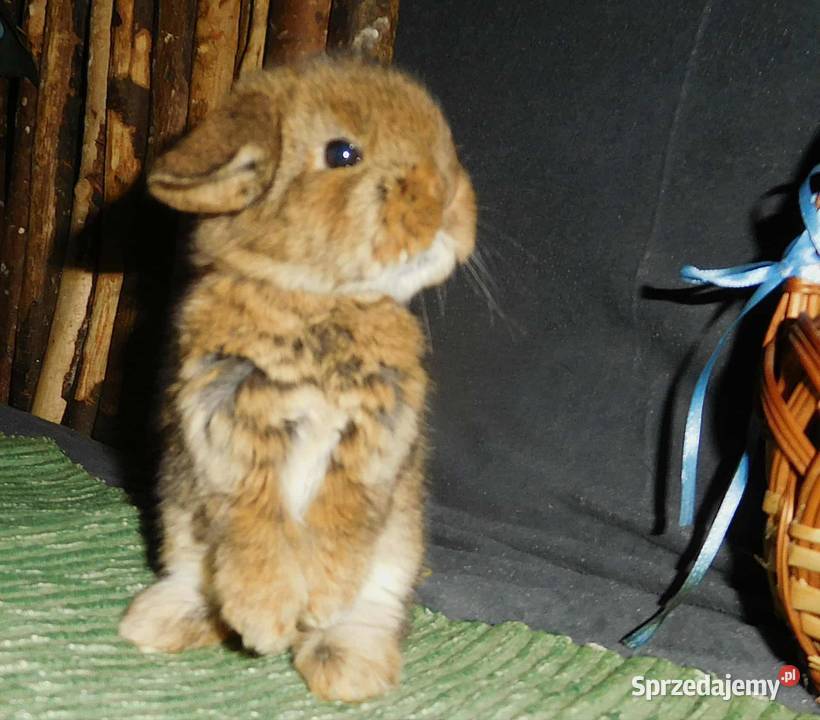 Cudne kroliczki Mini Lop Poznań sprzedam