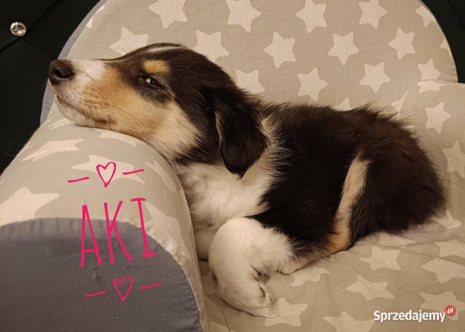 Owczarki szkockie sprzedam